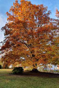 Baum des Jahres: Spangenberg-Buche wächst seit 240 Jahren