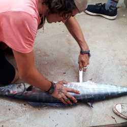 Ein Mondfisch feiert Weihnachten - Hanna ist in Südamerika Ein Mondfisch feiert Weihnachten - Hanna ist in Südamerika