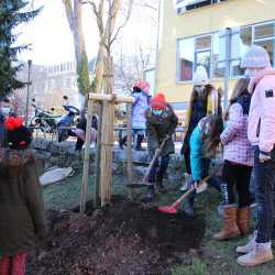 Fünftklässler pflanzen seltene Linde Fünftklässler pflanzen seltene Linde