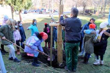 Fünftklässler pflanzen seltene Linde Fünftklässler pflanzen seltene Linde