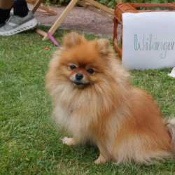 Sommer, Spiel und schöne Erinnerungen – Gartenfest des Internats Sommer, Spiel und schöne Erinnerungen – Gartenfest des Internats