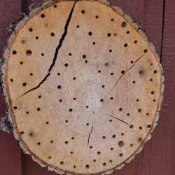 Gärtnern ohne Torf schützt die Umwelt : Zinzendorfschulen bekommen NABU-Plakette Gärtnern ohne Torf schützt die Umwelt : Zinzendorfschulen bekommen NABU-Plakette