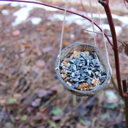Festschmaus für die Wildvögel Festschmaus für die Wildvögel