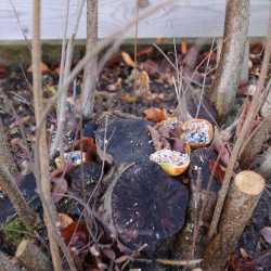 Festschmaus für die Wildvögel Festschmaus für die Wildvögel