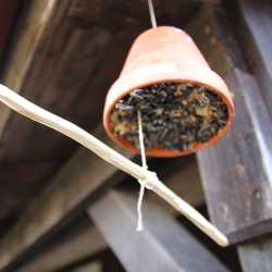 Festschmaus für die Wildvögel Festschmaus für die Wildvögel