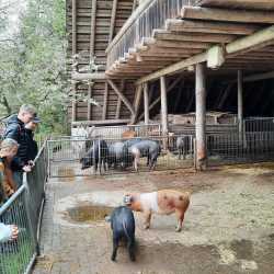 Landwirtschaft hautnah: Sechstklässler besuchen Untermühlbachhof