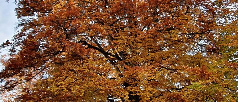 Baum des Jahres: Spangenberg-Buche wächst seit 240 Jahren