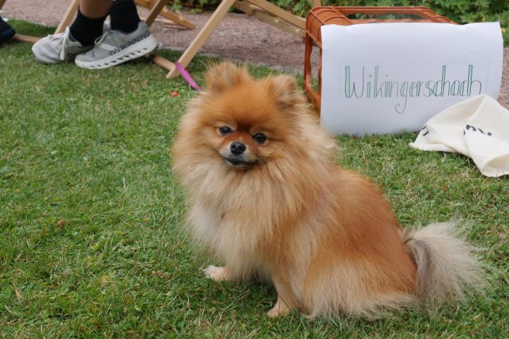 gartenfest_2025_2.jpg