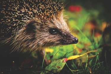 Tier- und Umwelt-AG Tier- und Umwelt-AG