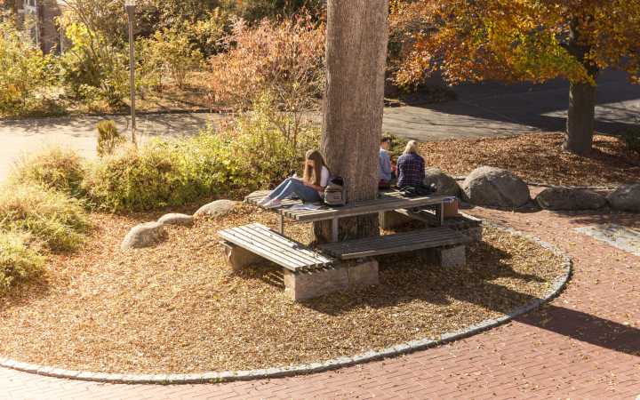 Baum um Bank auf Schulhof Baum um Bank auf Schulhof